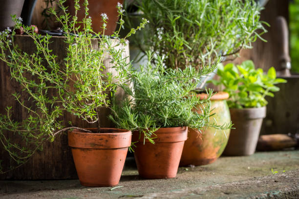 istock Aromatic and healthy herbs in summer garden 842177746