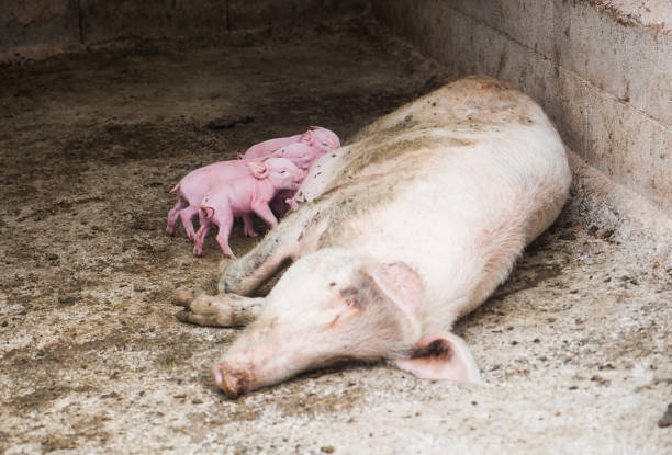 istock Little newborn piglets 842180656