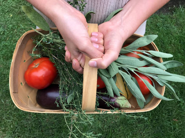 庭の収穫かご - tomato vegetable garden mobilestock autumn ストックフォトと画像