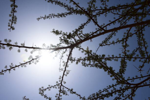 istock Silhouette of desert thorns 842183910