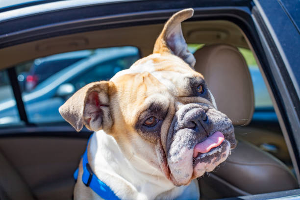 istock French bulldog in the car 842185060