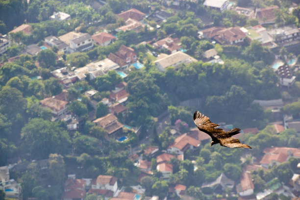 Close-up of a vulture in zoo, green background