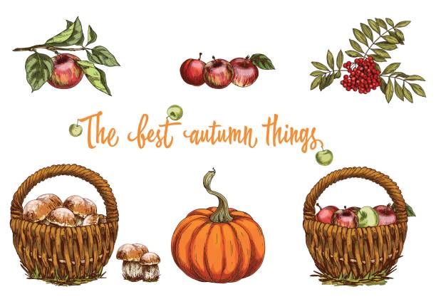 ilustrações, clipart, desenhos animados e ícones de conjunto de objetos de outono. cogumelos, rowanberry maçã, abóbora. ilustração vetorial - mushroom edible mushroom red botany