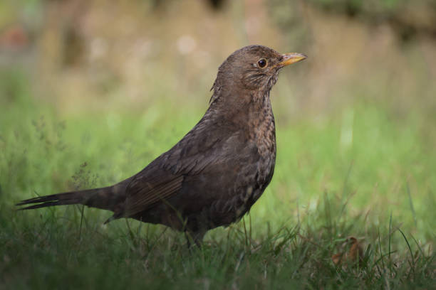 istock Blackbird in the grass in the garden 842192120