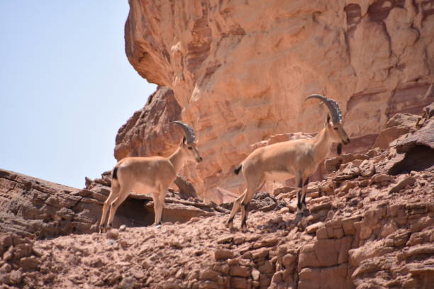 istock Reindeer in the desert 842192174