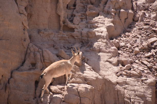 istock Reindeer in the desert 842195144