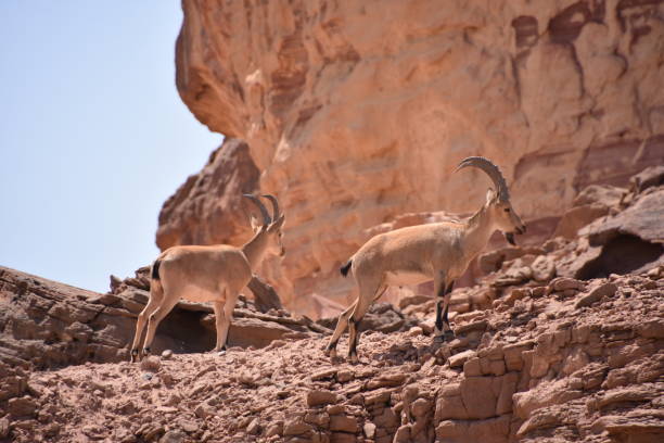 istock Reindeer in the desert 842195194
