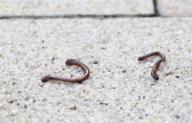 istock Dead earthworm on the dry floor, outdoor. 842195324