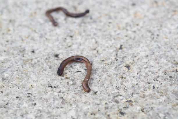 istock Dead earthworm on the dry floor, outdoor. 842195560