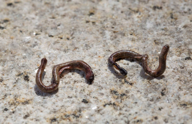 istock Dead earthworm on the dry floor, outdoor. 842195944