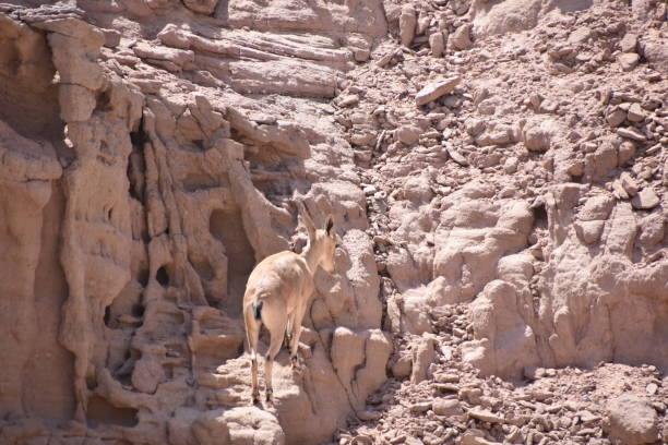 istock Reindeer in the desert 842196206