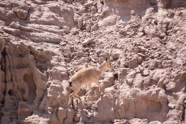 istock Reindeer in the desert 842196460