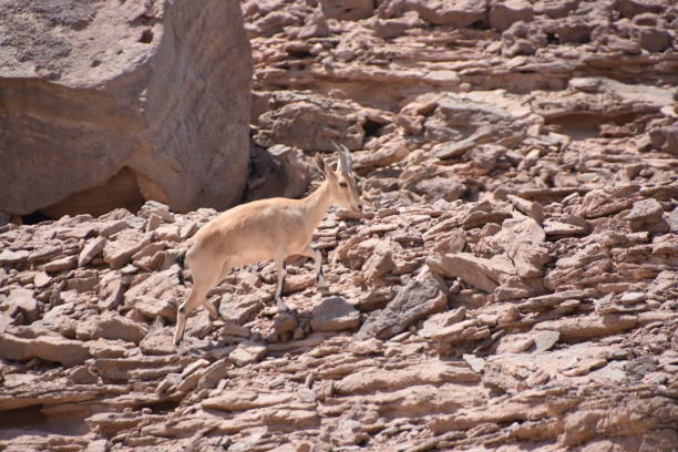 istock Reindeer in the desert 842199376