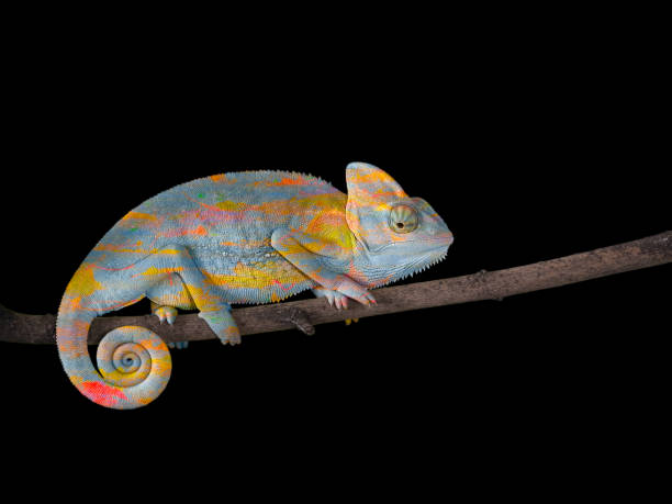 istock Chameleon on a branch with a spiral tail. Gray-yellow scales 842204252