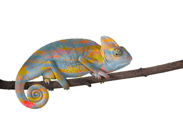 istock Chameleon on a branch with a spiral tail. Gray-yellow scales 842206270
