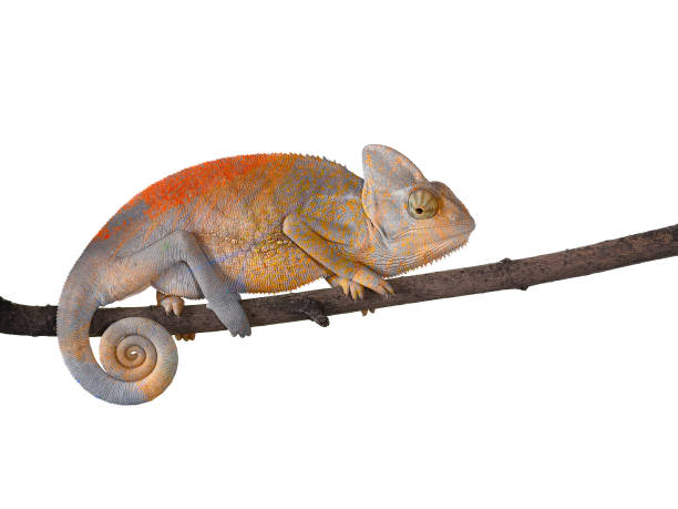 istock Chameleon on a branch with a spiral tail. Gray-yellow scales 842206316