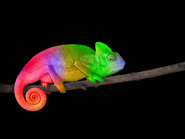 Chameleon on a branch with a spiral tail. Bright colorful rainbow color scales Chameleon on a branch with a spiral tail. Bright colorful rainbow color scales animal colour stock pictures, royalty-free photos & images