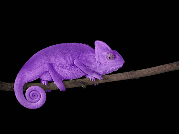 らせん状の尾を持つ枝のカメレオン紫と緑 - つる性植物のストック