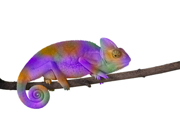 istock Chameleon on a branch with a spiral tail. The color purple 842206514