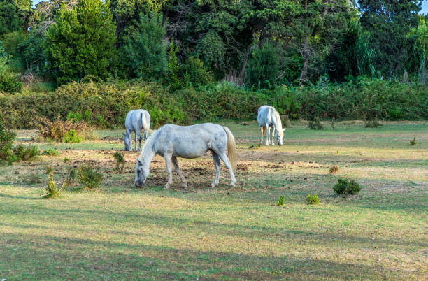 istock white horses graze at the meadow in the camargue 842206520