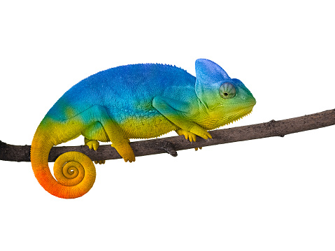 Chameleon on a branch with a spiral tail. Blue with yellow