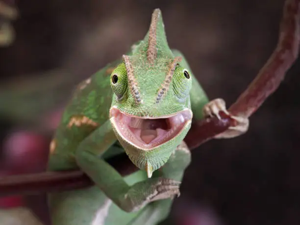 Photo of Green chameleon hunting. Portrait of an exotic animal. Macro