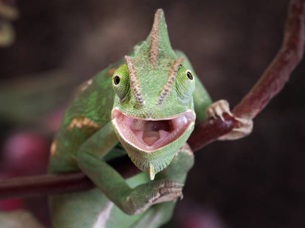 zielone polowanie kameleon. portret egzotycznego zwierzęcia. makro - animal close up green lizard zdjęcia i obrazy z banku zdjęć