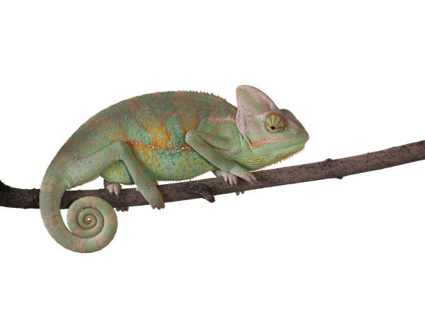 istock Chameleon on a branch with a spiral tail. Green scales 842206978