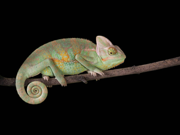 istock Chameleon on a branch with a spiral tail. Green scales 842207012