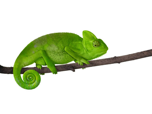 Chameleon on a branch with a spiral tail. Green bright color