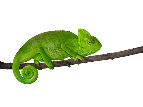 Chameleon on a branch with a spiral tail. Green bright color