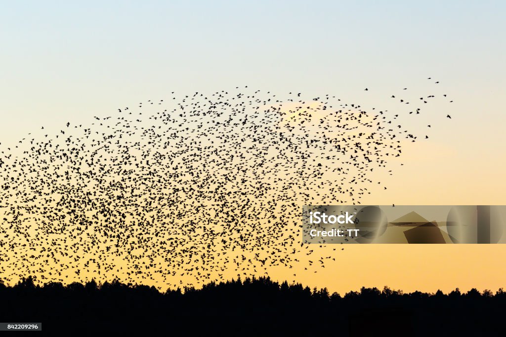 Bandada de aves grandes en silueta en el cielo de la noche sobre el bosque - Foto de stock de Aire libre libre de derechos