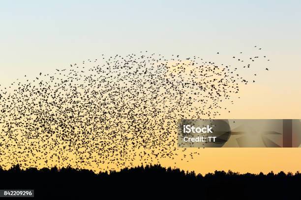 Bandada De Aves Grandes En Silueta En El Cielo De La Noche Sobre El Bosque Foto de stock y más banco de imágenes de Aire libre