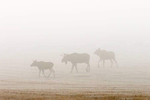 istock Bull moose in the autumn mist in a field 842209592