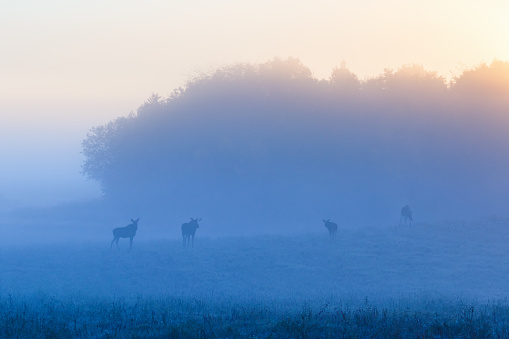 Misty sunrise with a flock of mooses on the meadow