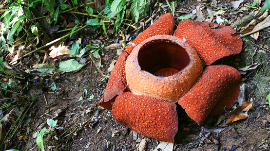 A very unique flower found deep in the forest of the Cameron Highlands which smells very bad.