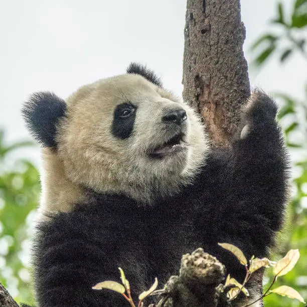 Photo of Panda bear
