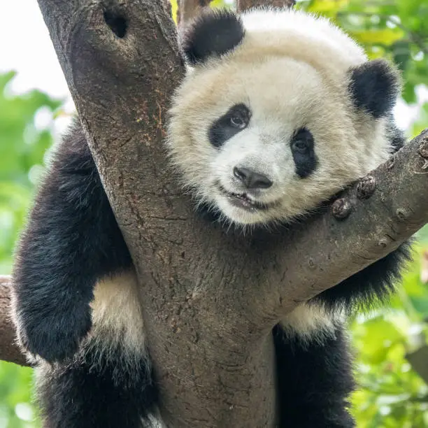 Photo of Panda bear