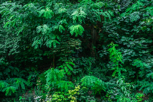 Panoramic scene of a forest of ferns in New Zealand.