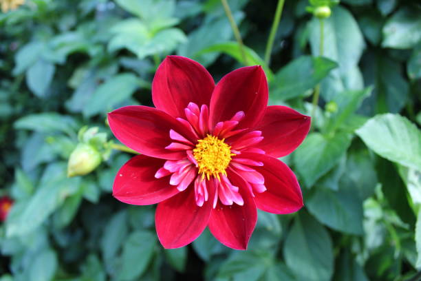 Red flower Red flower in focus surrounded by out of focus leaves Hever Castle stock pictures, royalty-free photos & images