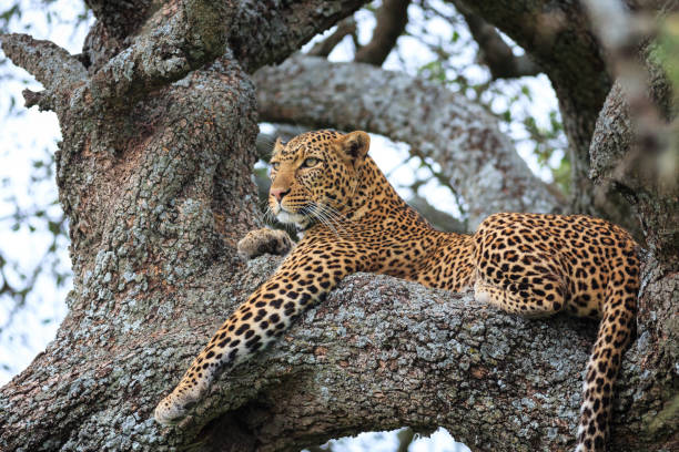 istock Leopard in Serengeti National Park 842225170