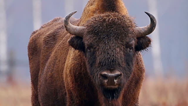 Wild Bison in the forest. European bison (Bison bonasus). It is one of two species, alongside the American bison.