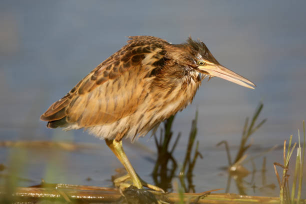 istock Young little bittern hunting on the water. Close up scene in soft evening light. 842228184