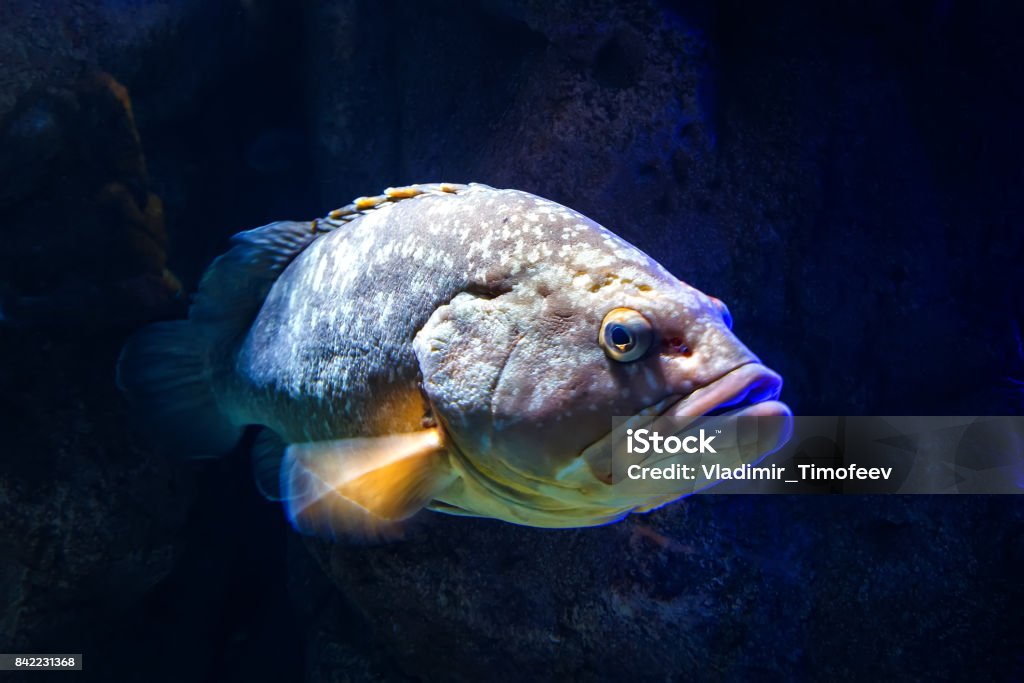 Giant grouper Epinephelus lanceolatus , also known as the banded rockcod. Giant grouper Epinephelus lanceolatus , also known as banded rockcod. Grouper Stock Photo