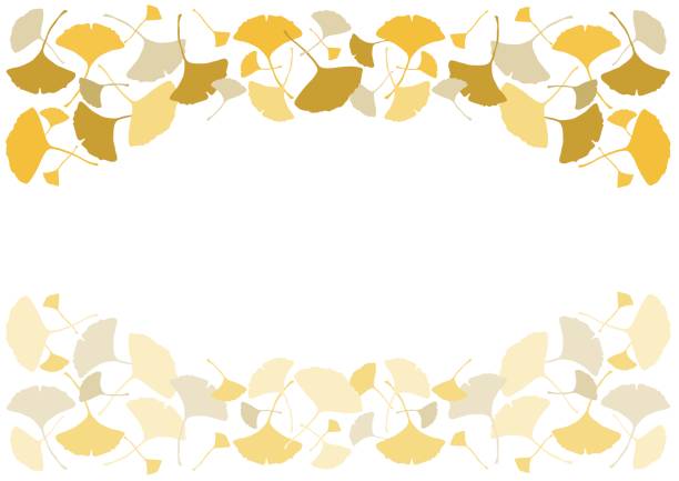 illustrations, cliparts, dessins animés et icônes de illustration du ginkgo (cadre décoré) - autumn leaf isolated white background