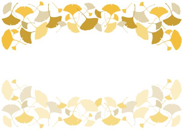 ilustrações de stock, clip art, desenhos animados e ícones de illustration of ginkgo(decorated frame) - autumn leaf white background land