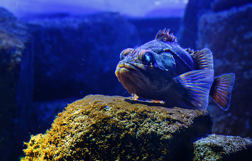 Blackbelly rosefish Helicolenus dactylopterus , also known as bluemouth rockfish.