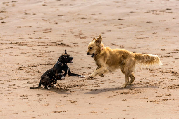 istock Who Let The Dogs Out! 842235462