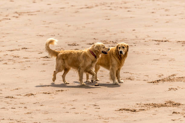 istock Who Let The Dogs Out! 842235496