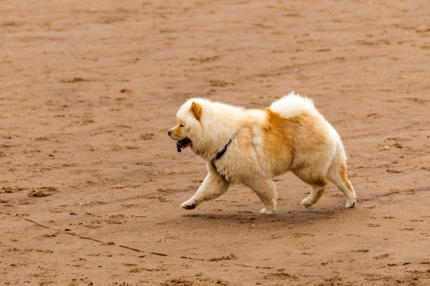 Who Let The Dogs Out! Who Let The Dogs Out! Image sequence depicting a variety of dogs on the beach exercising, playing, running, jumping and frolicking on a beautiful summer's day on one of Devon's finest beaches. finnish spitz stock pictures, royalty-free photos & images